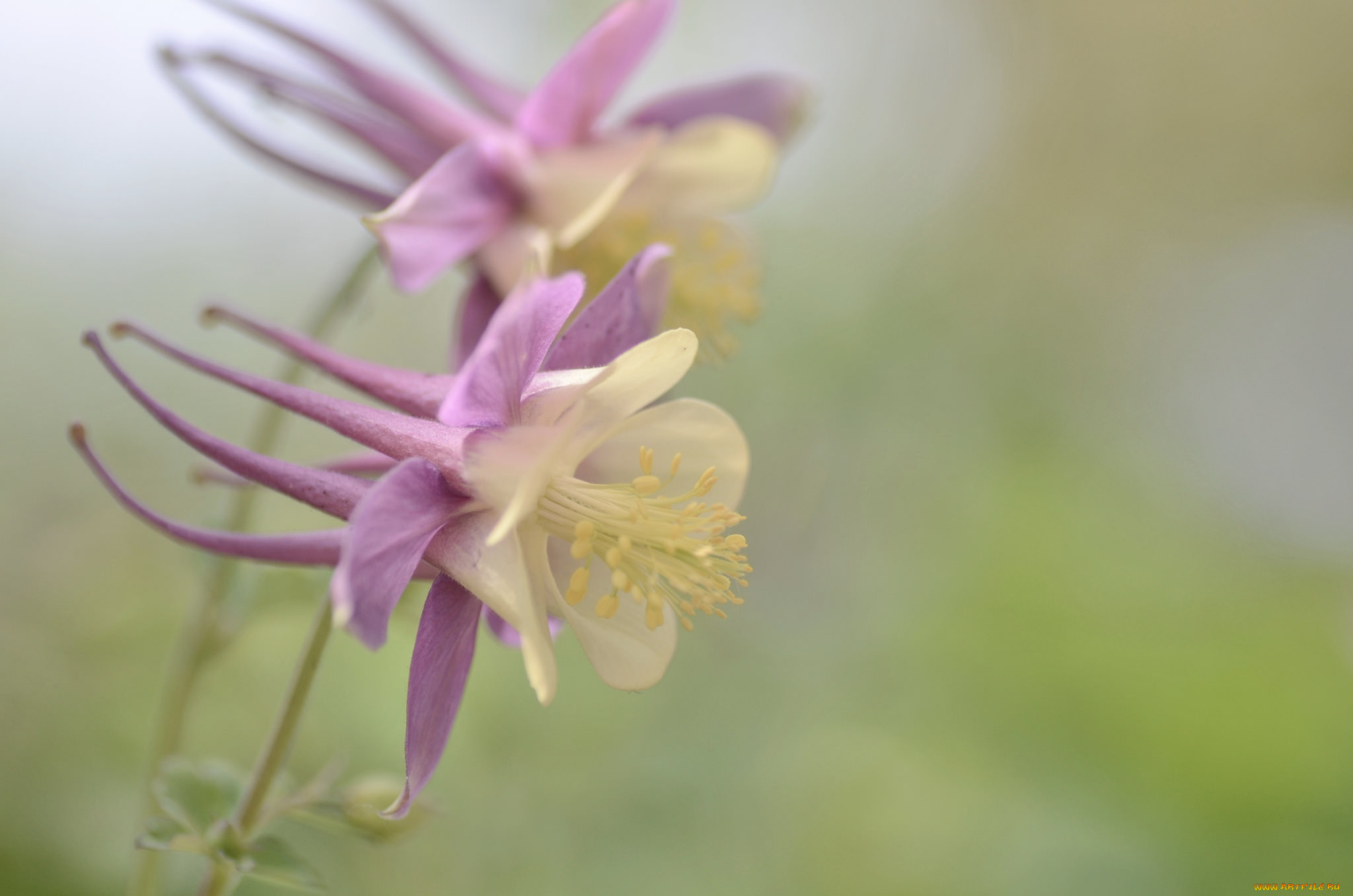 Аквилегия Бородина (Aquilegia borodinii)